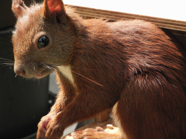 艾希恩琴肖像图片下载