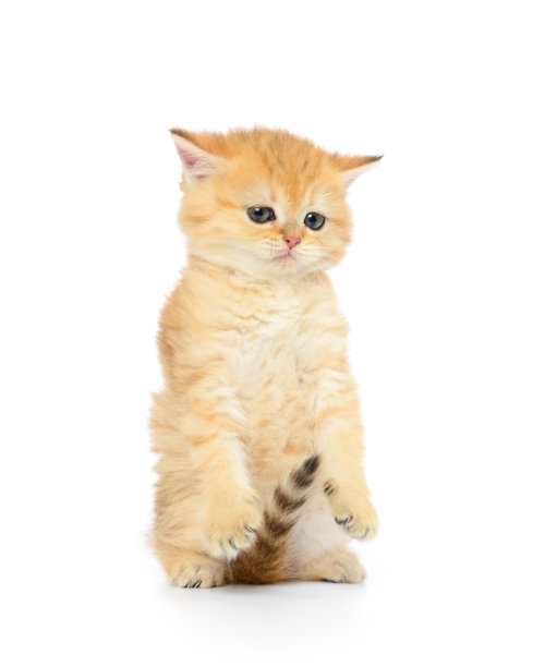 白色背景上的小猫图片下载