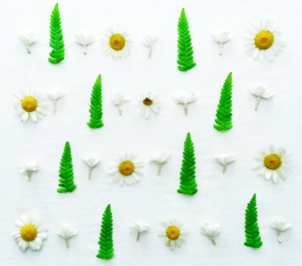 背景为白色的洋甘菊、茉莉花和绿蕨叶。平的。图片下载