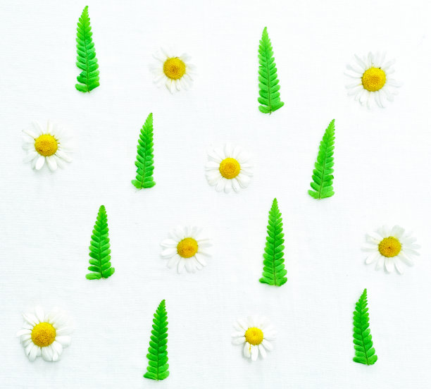 背景为白色的洋甘菊和绿蕨叶。平的。图片下载