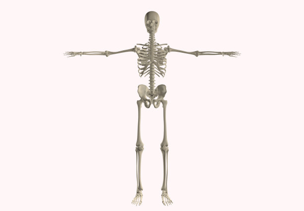 人体解剖骨骼系统图片下载