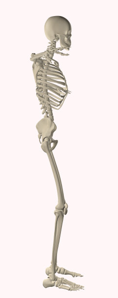 人体解剖骨骼系统图片下载