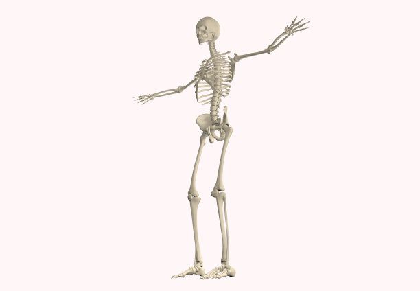 人体解剖骨骼系统图片下载