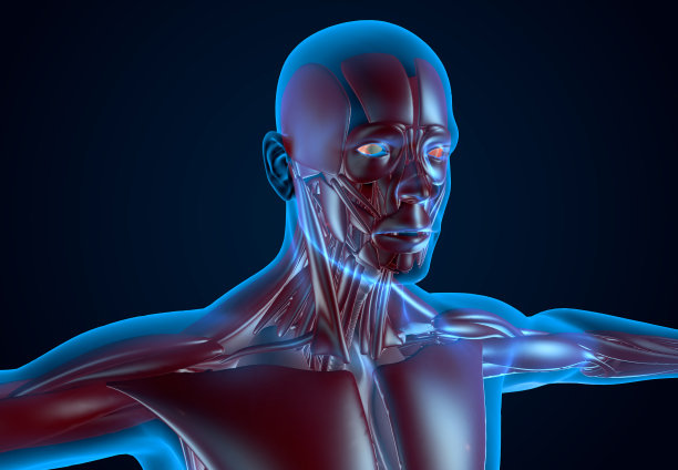 x射线人类肌肉组织图片下载