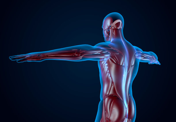 x射线人类肌肉组织图片下载