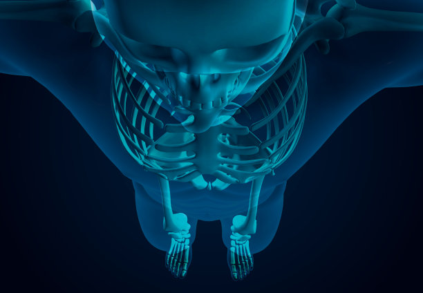 x射线人体骨骼系统图片下载