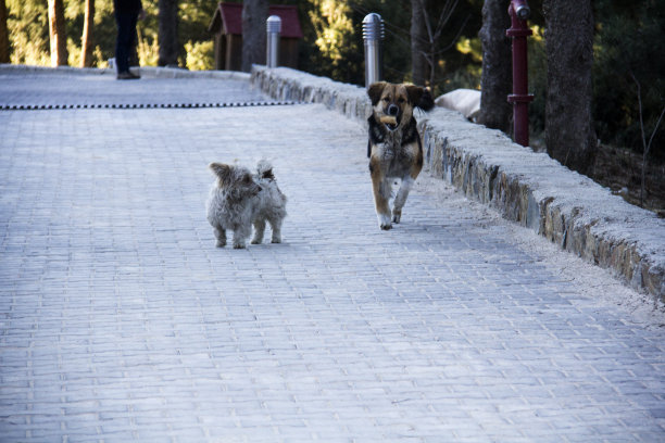 白色的小猎犬，黑色的狗在奔跑和玩耍。图片下载
