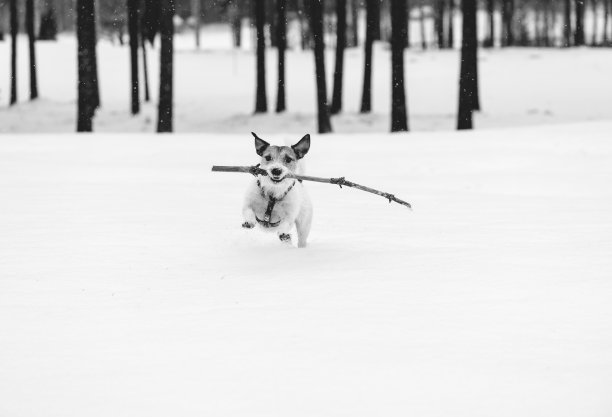 狗狗用木棍在雪地上奔跑的黑白照片图片下载