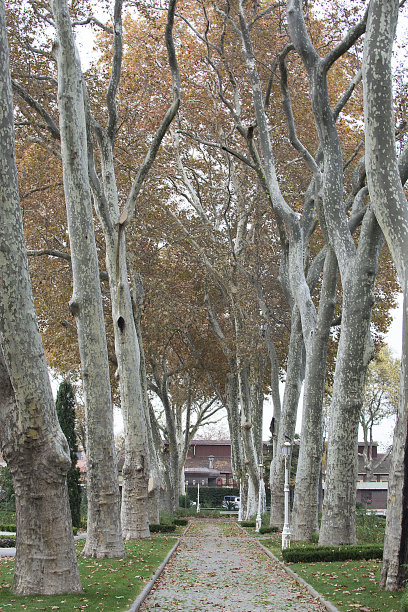 杨树树图片下载