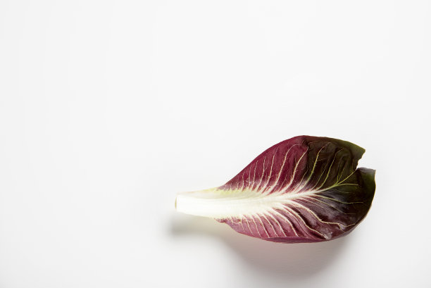 菊苣叶上白图片下载