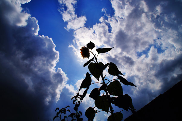 向日葵图片下载