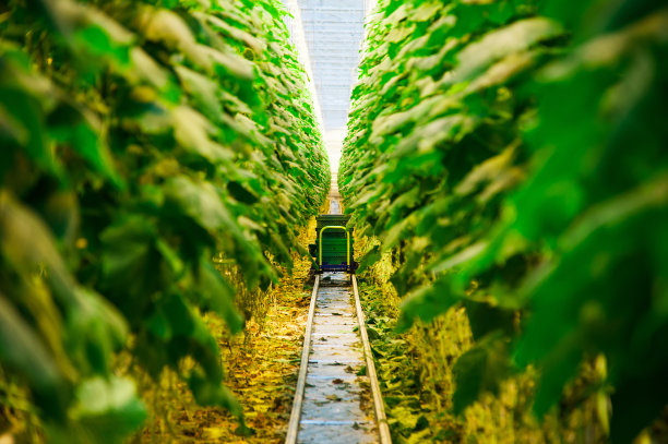 温室里成熟的黄瓜图片下载