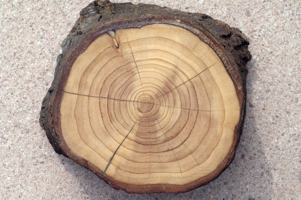 李属;年度环;素材图片