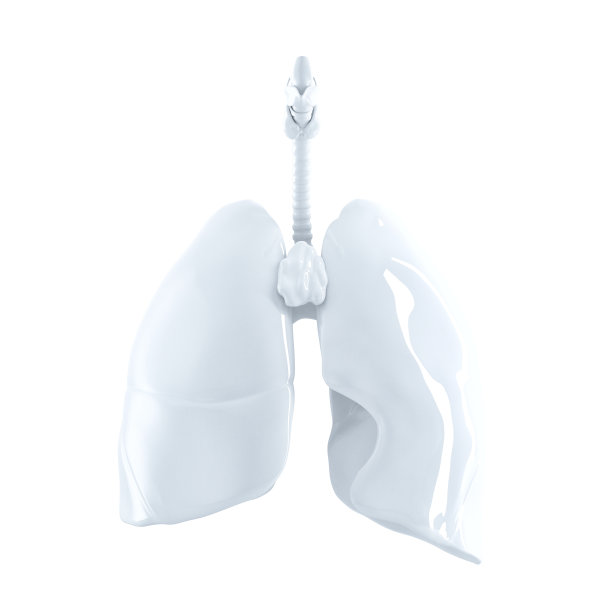 人类肺，3d渲染。隔离的，包含裁剪路径。图片下载