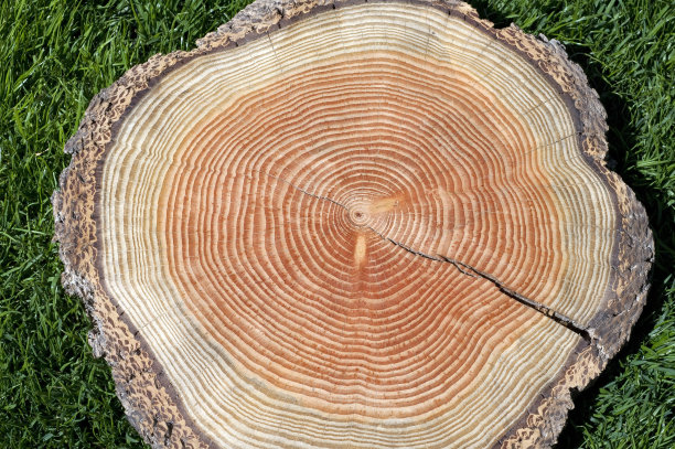 落叶松;落叶松属蜕膜图片下载