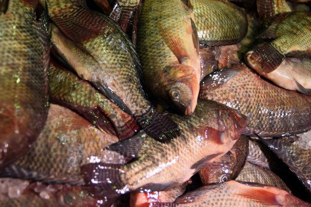 超市出售新鲜罗非鱼图片下载