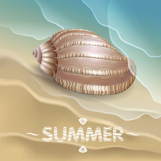 贝壳在海浪上。图片下载