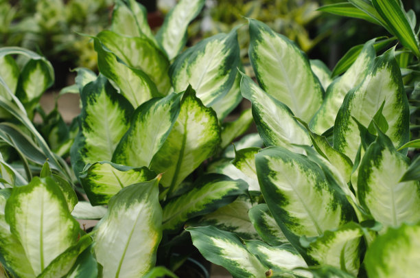 愚蠢的甘蔗素材图片