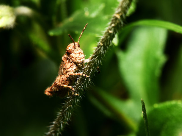 蚱蜢图片下载