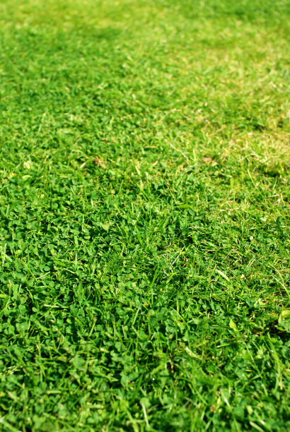 只是草图片下载