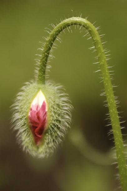 罂粟芽图片下载