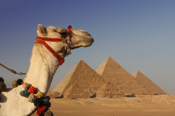 埃及金字塔和骆驼图片下载