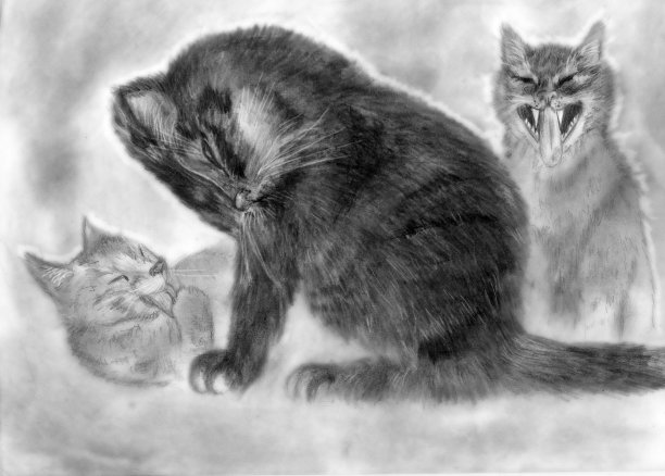 早上猫图片下载