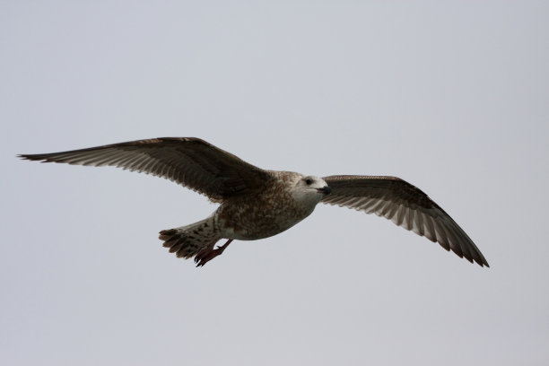 近距离海鸥图片下载