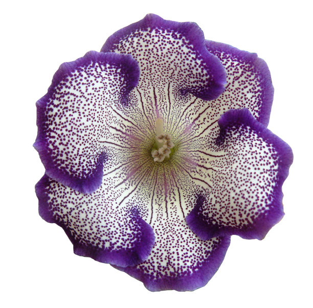 大岩桐“最喜欢的”图片下载