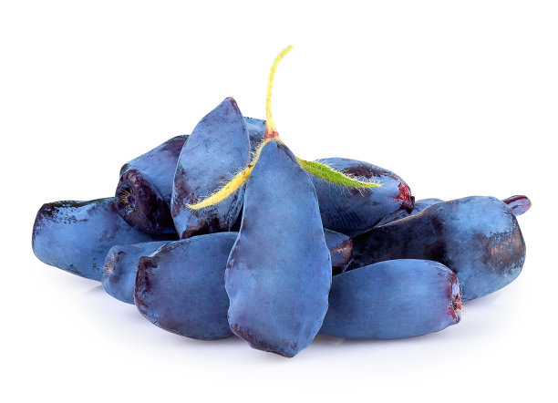 金银花浆果孤立在白色图片下载