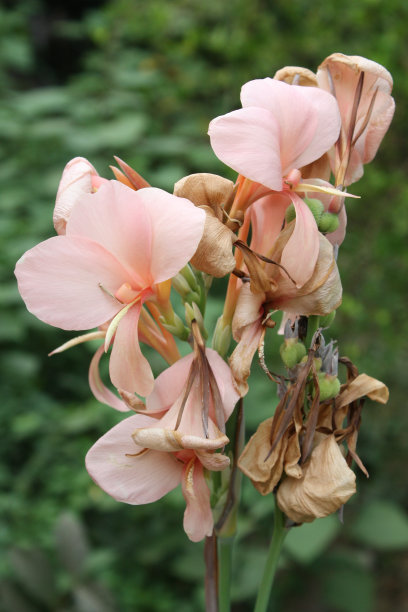 粉红色的美人蕉花图片下载