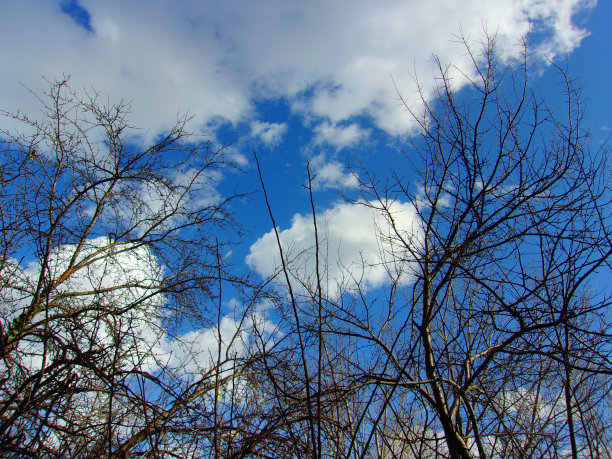 蔚蓝多云的天空和光秃秃的树木图片下载