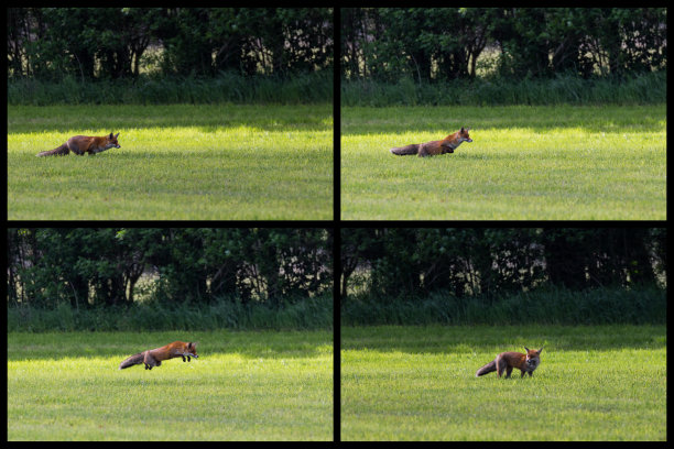 富克斯普龙图片下载