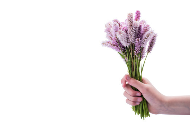 野花……图片下载