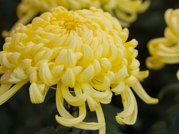 黄色的菊花图片下载