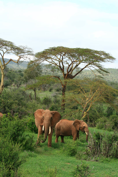 大草原上的非洲象图片下载
