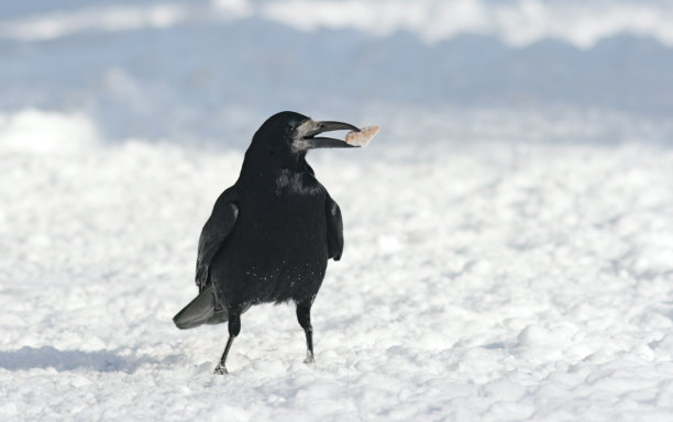 乌鸦图片下载