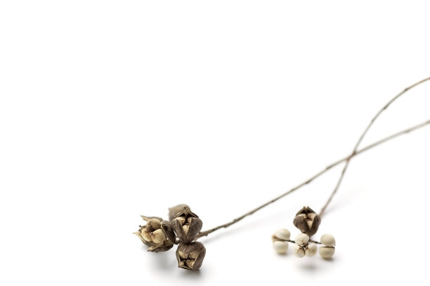 在白色背景上孤立的小枝图片下载