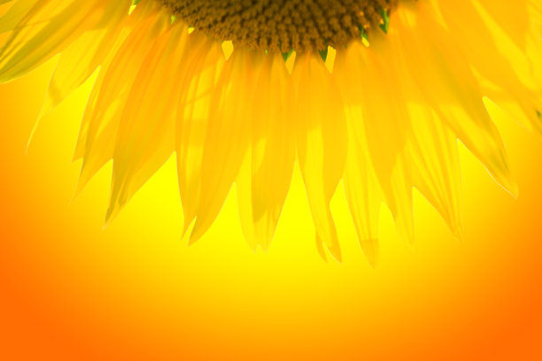 向日葵关闭。明亮的黄色向日葵。向日葵backgrou图片下载