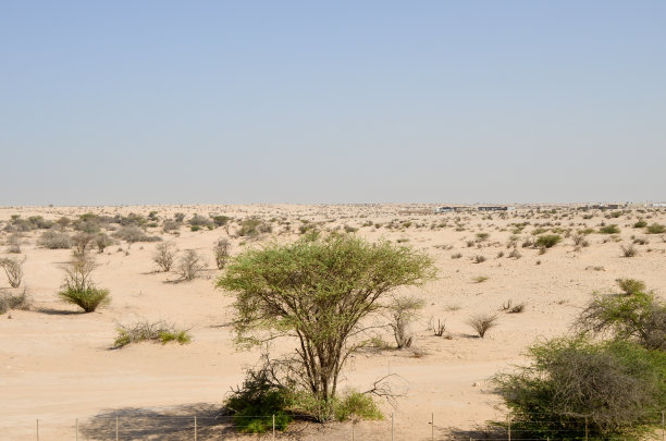 小型沙漠灌木沙漠景观图片下载