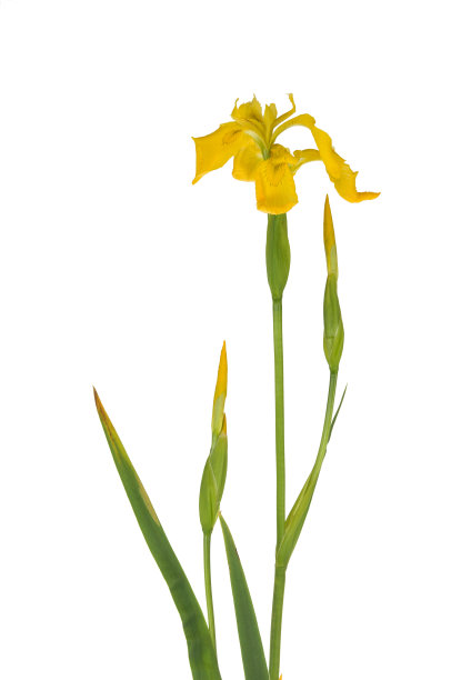 黄色的虹膜图片下载