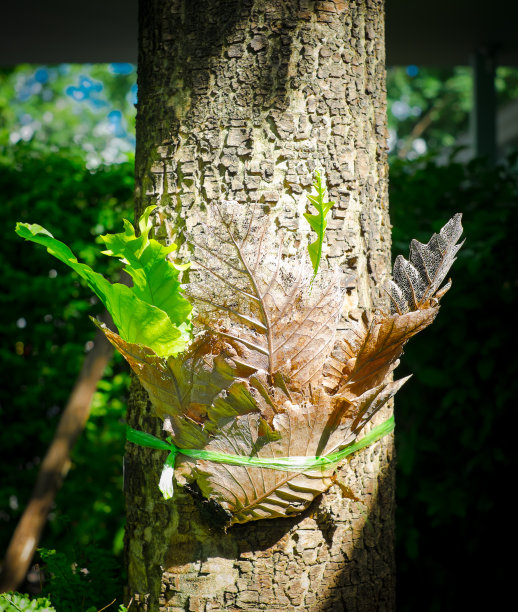 干腐褐叶图片下载