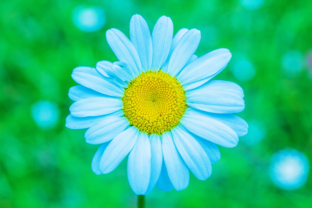 白色和黄色的野洋甘菊花图片下载