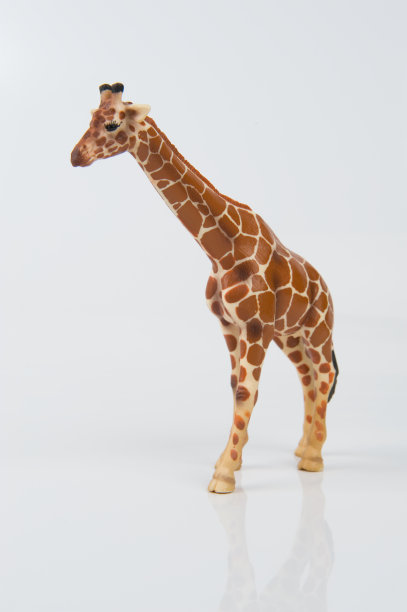 白色背景上的长颈鹿图片下载