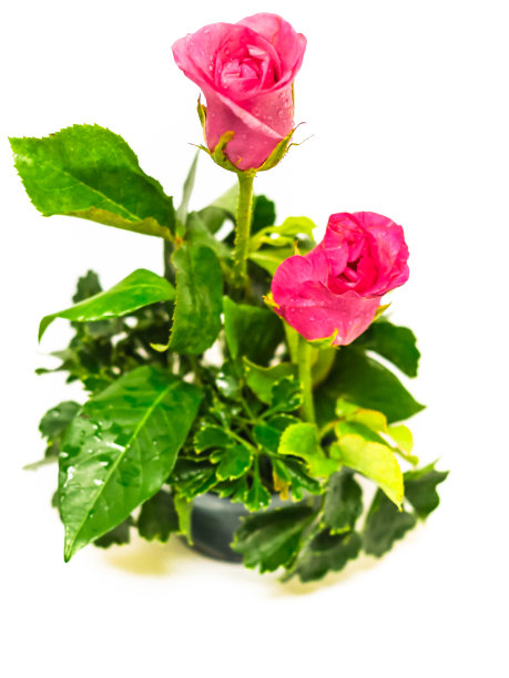 粉红色的玫瑰摆好了图片下载