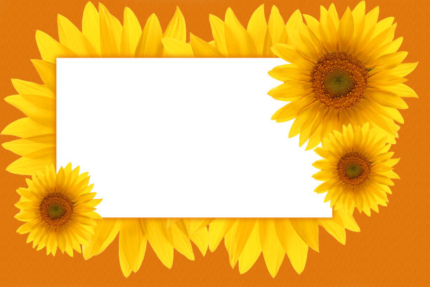 形式祝贺花向日葵图片下载