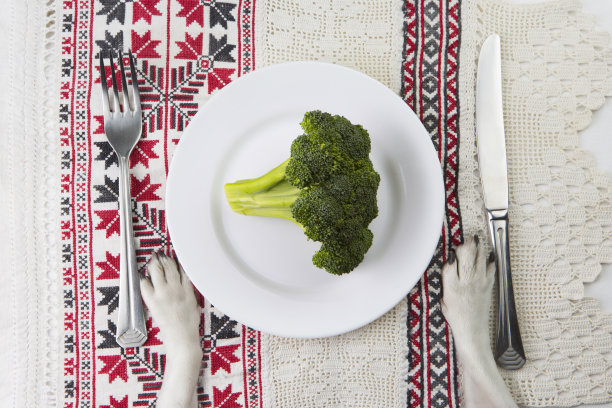 蔬菜的狗的饮食图片下载