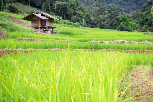 泰国清迈的天然泰国稻田图片下载