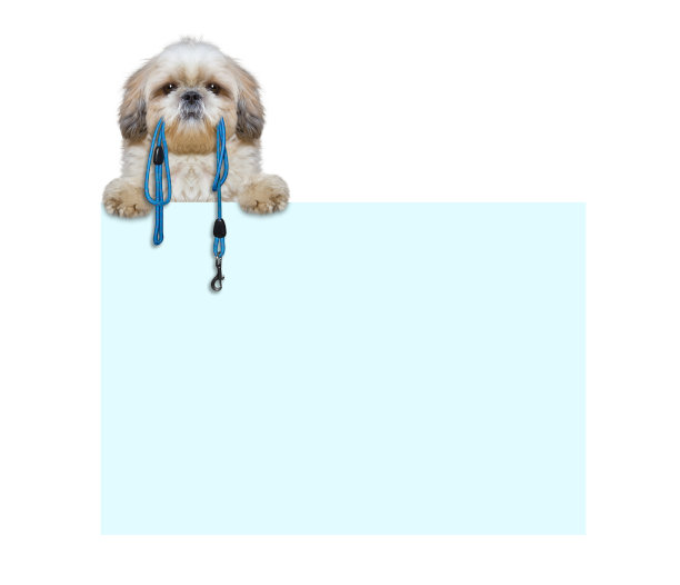 一只可爱的狗用嘴叼着皮带图片下载