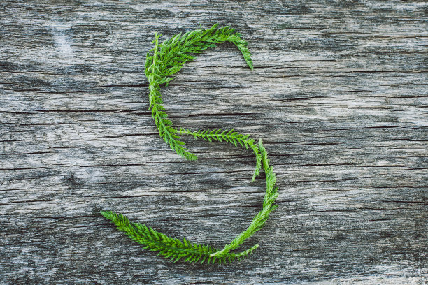 字母S取自木片表面的树叶，英文字母图片下载